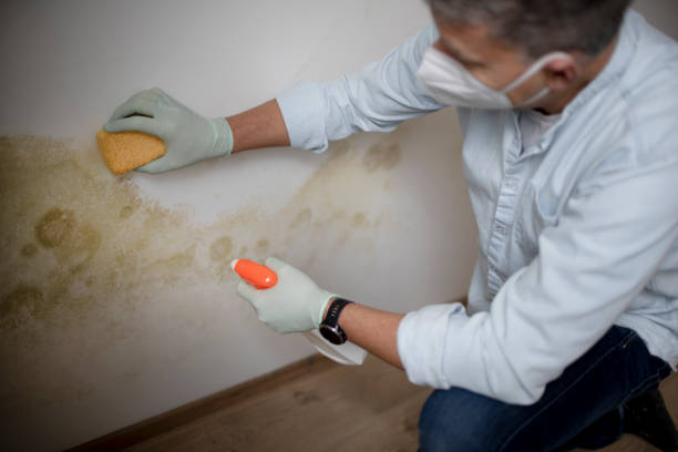 Mold Remediation for Vacation Homes in North Boston, NY